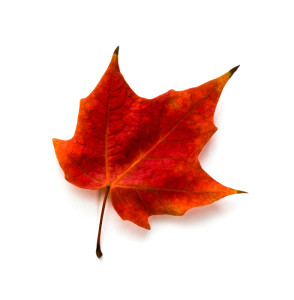 RedLeaf